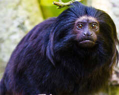 Image of golden-rumped lion tamarin