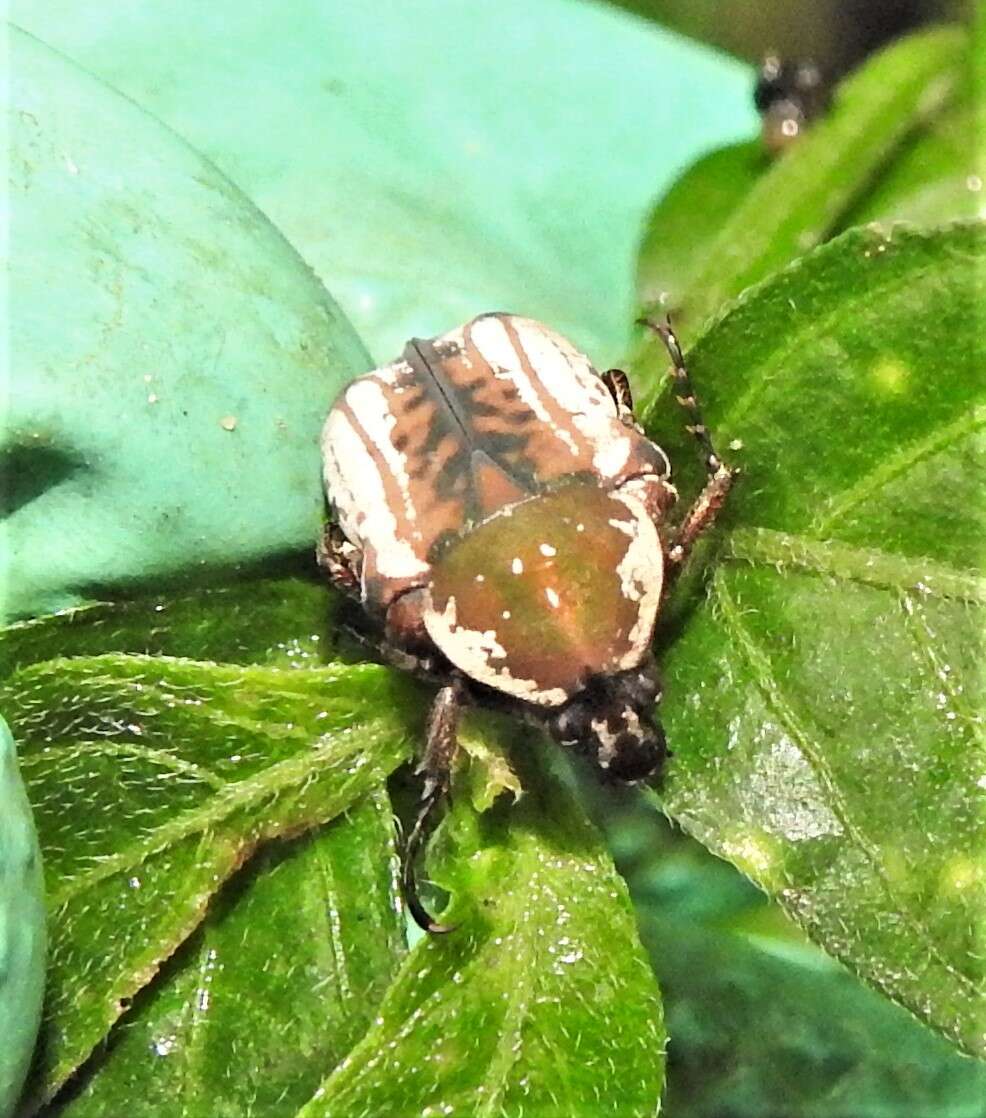 Image of Elaphinis (Micrelaphinis) irrorata (Fabricius 1798)