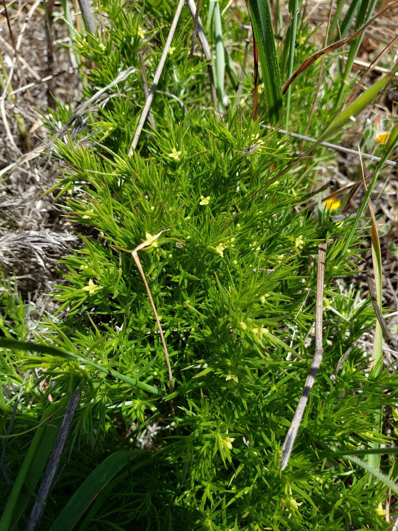 Plancia ëd Galium andrewsii A. Gray