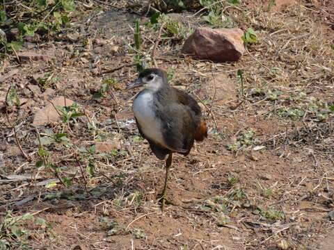 Image of White-breasted Waterhen