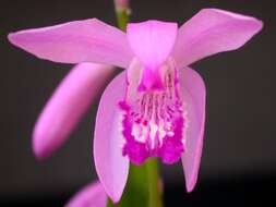 Image of Urn orchids