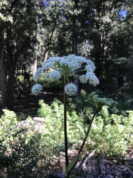 Image of woolly angelica