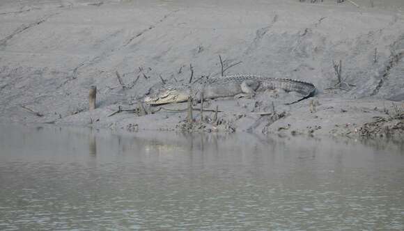 Image of Estuarine Crocodile