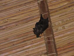 Image of Spear-nosed Bats.