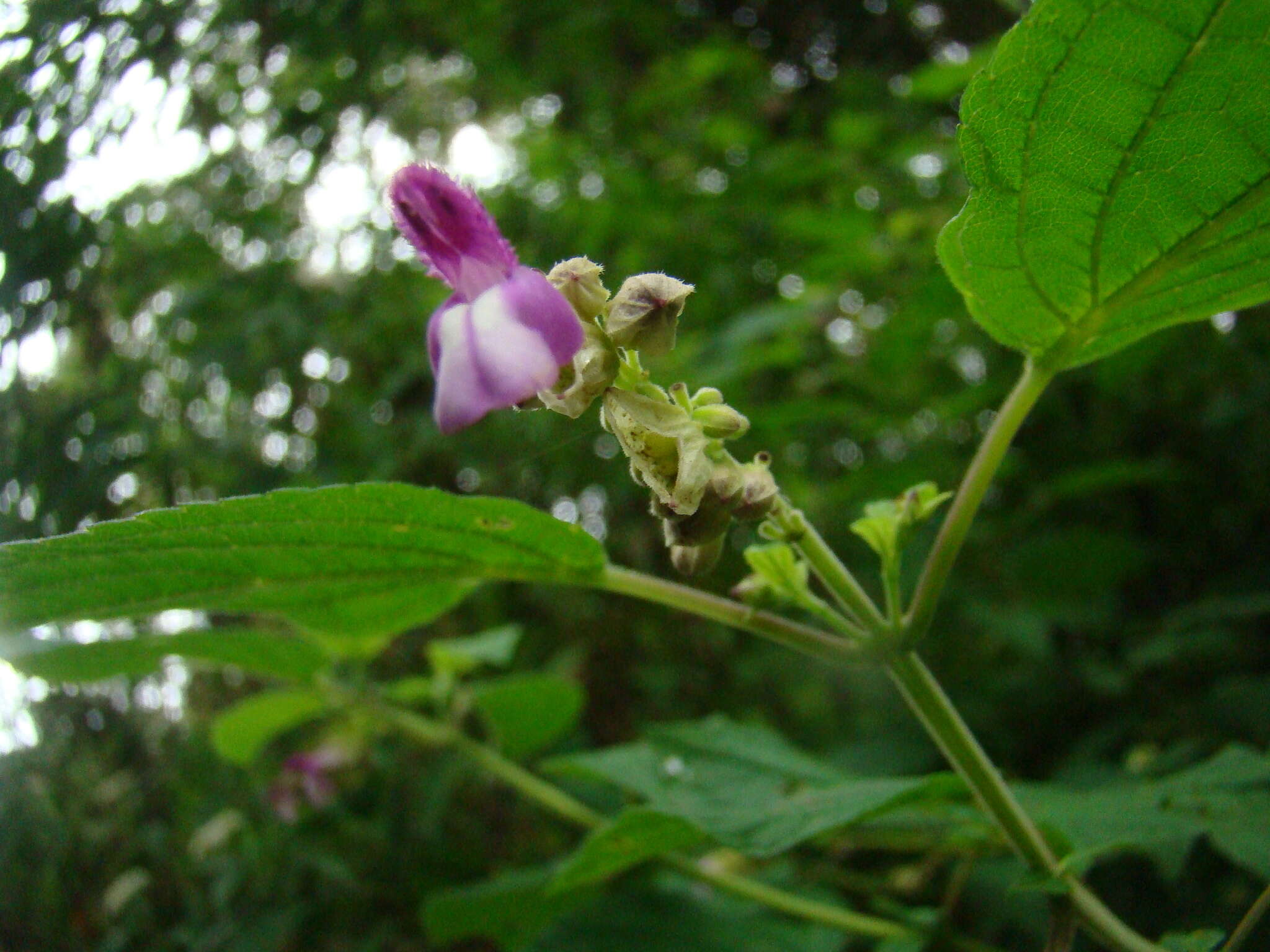 Image of Salvia arenaria A. St.-Hil. ex Benth.