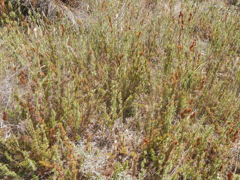 Image of Thamnochortus fruticosus P. J. Bergius