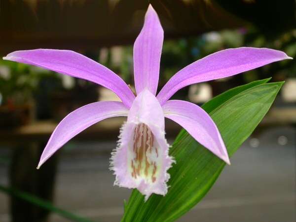 Plancia ëd Pleione formosana Hayata