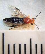 Слика од Phylacteophaga