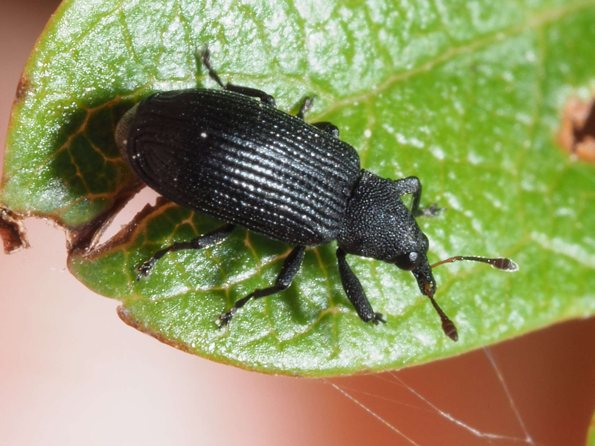 Image of Magdalis ruficornis Porta 1932