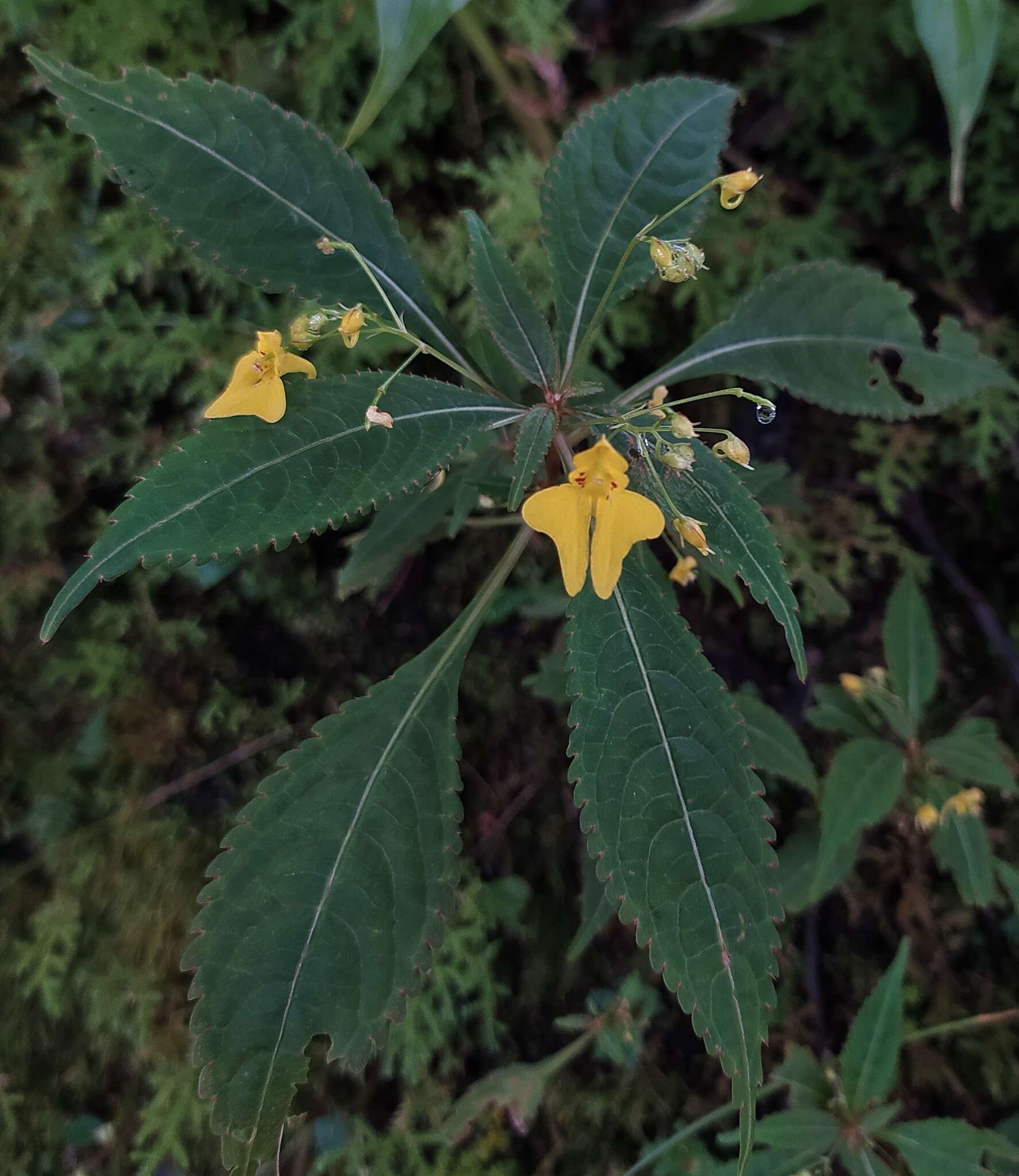 Impatiens racemosa DC. resmi