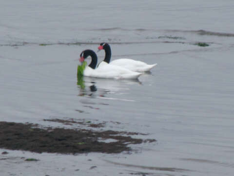 Image of Black-necked Swan