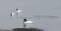 Image of Black-necked Swan