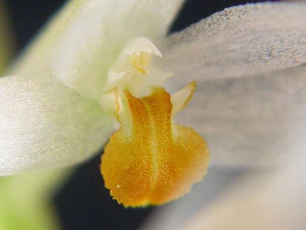 Image of Hay-scented orchid