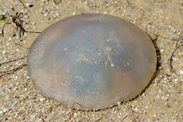 Image of Jelly Blubber