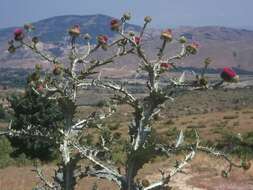 Image of Cotton Thistle