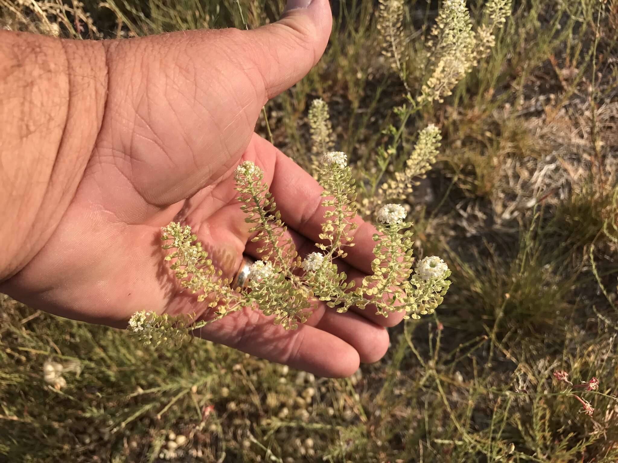 Image of Lepidium thurberi Wooton