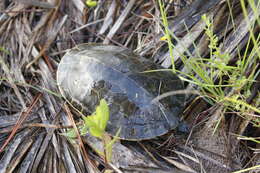 Imagem de Deirochelys reticularia chrysea Schwartz 1956