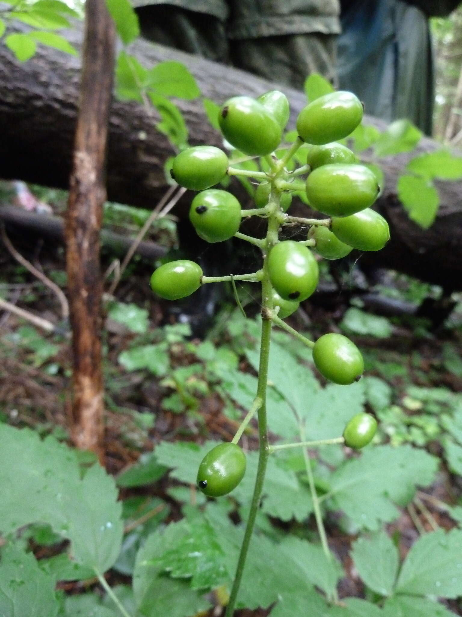 Image of Baneberry