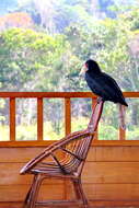 Image of Wreathed Hornbill