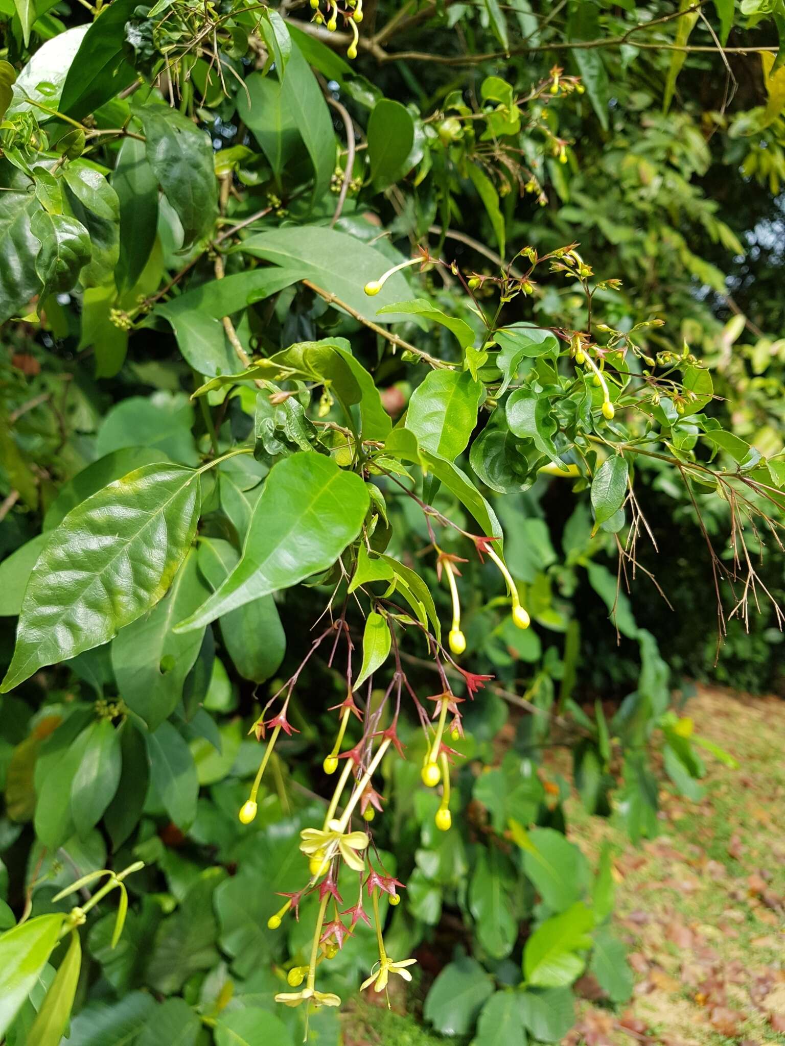 Sivun Clerodendrum laevifolium Blume kuva