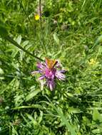 Image of greater knapweed