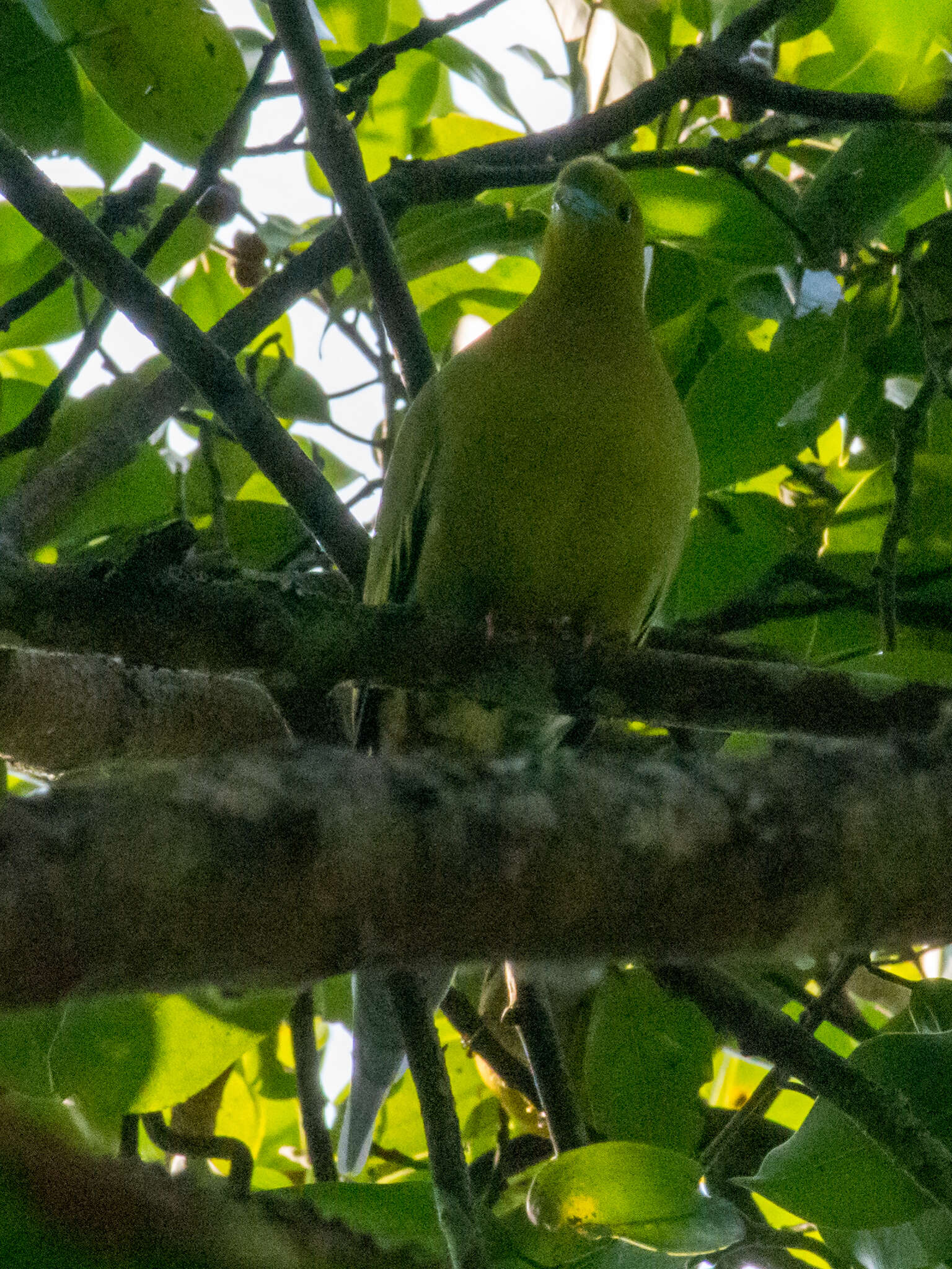 Image of Pin-tailed Green Pigeon