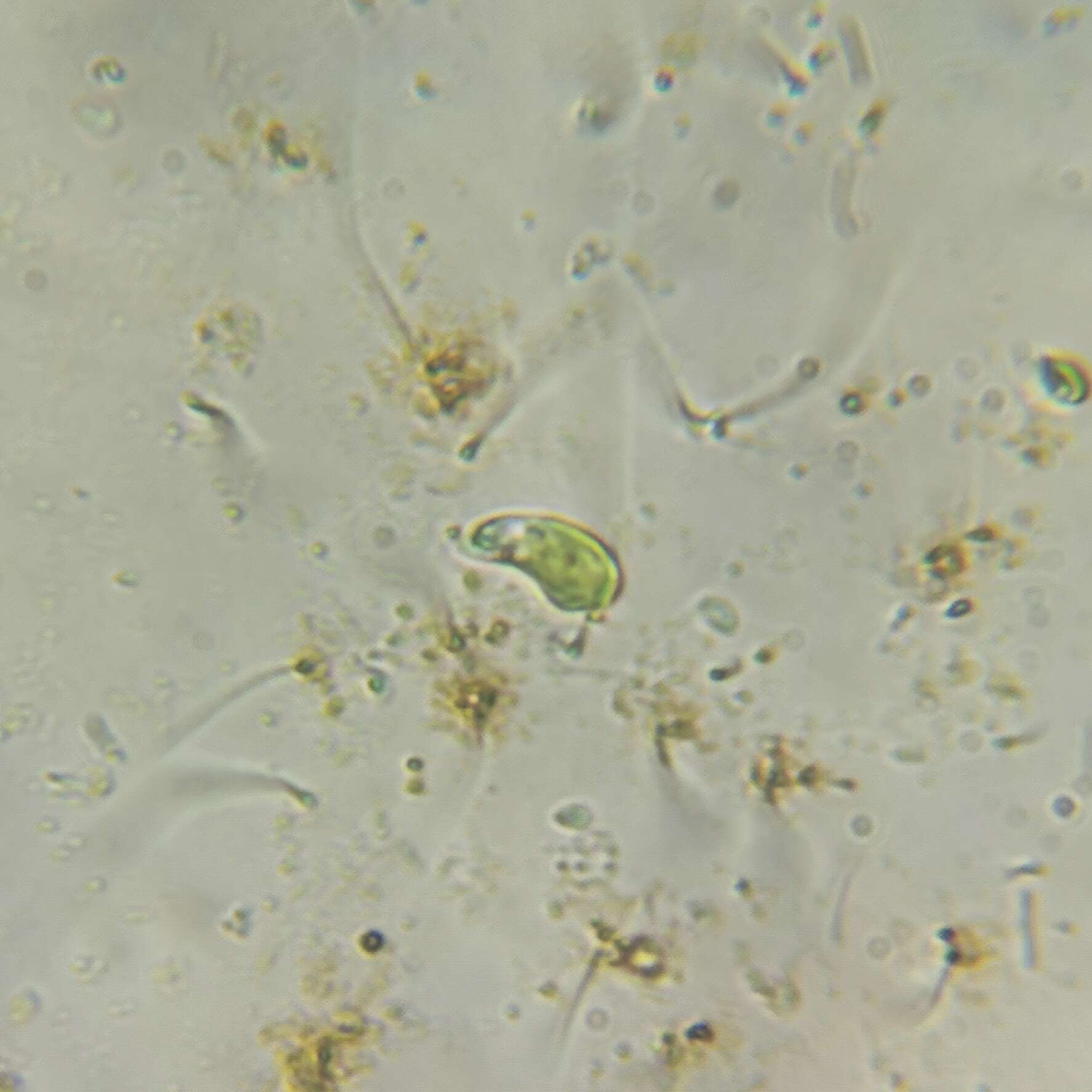 Imagem de Euglena pisciformis