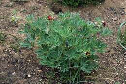 Image of California peony