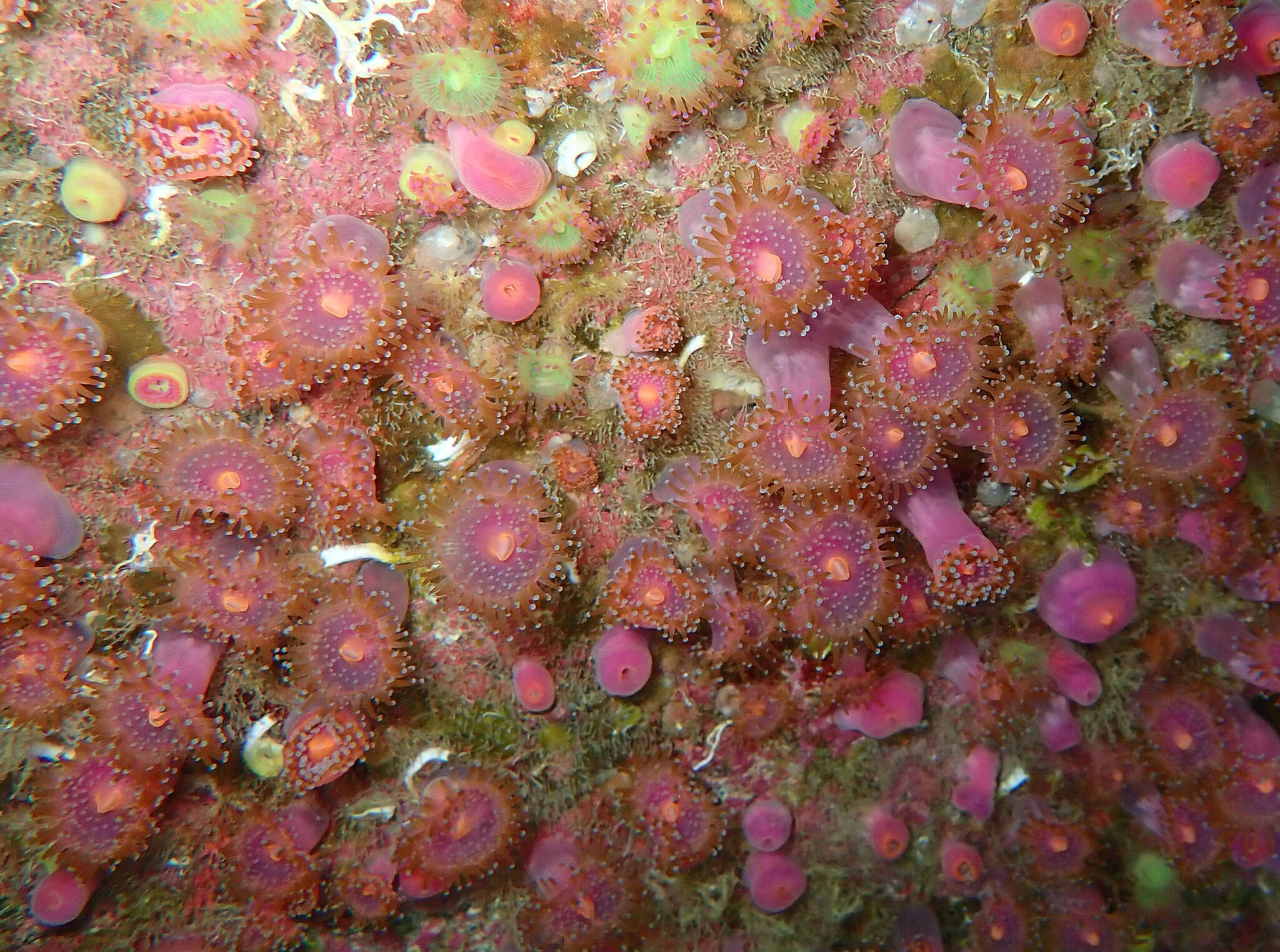 Image of Jewel anemone