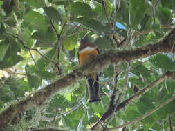 Trogon collaris aurantiiventris Gould 1856的圖片