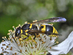 Image of Ancistrocerus nigricornis (Curtis 1826)