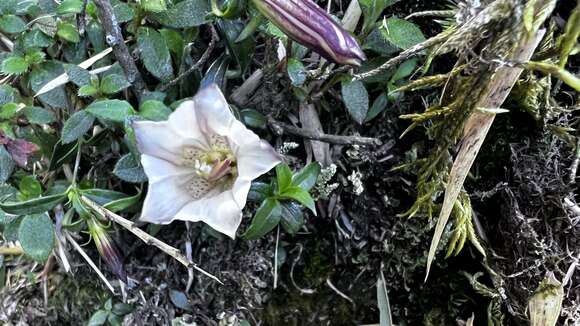 Image of Tripterospermum microphyllum H. Smith