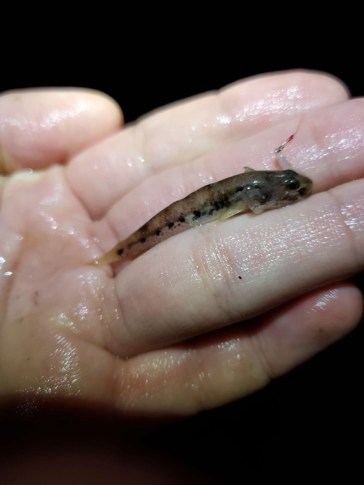 Image of American shadow goby