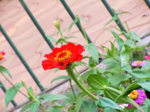 Image of ELEGANT ZINNIA