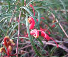 Image of Grevillea nudiflora Meissn.