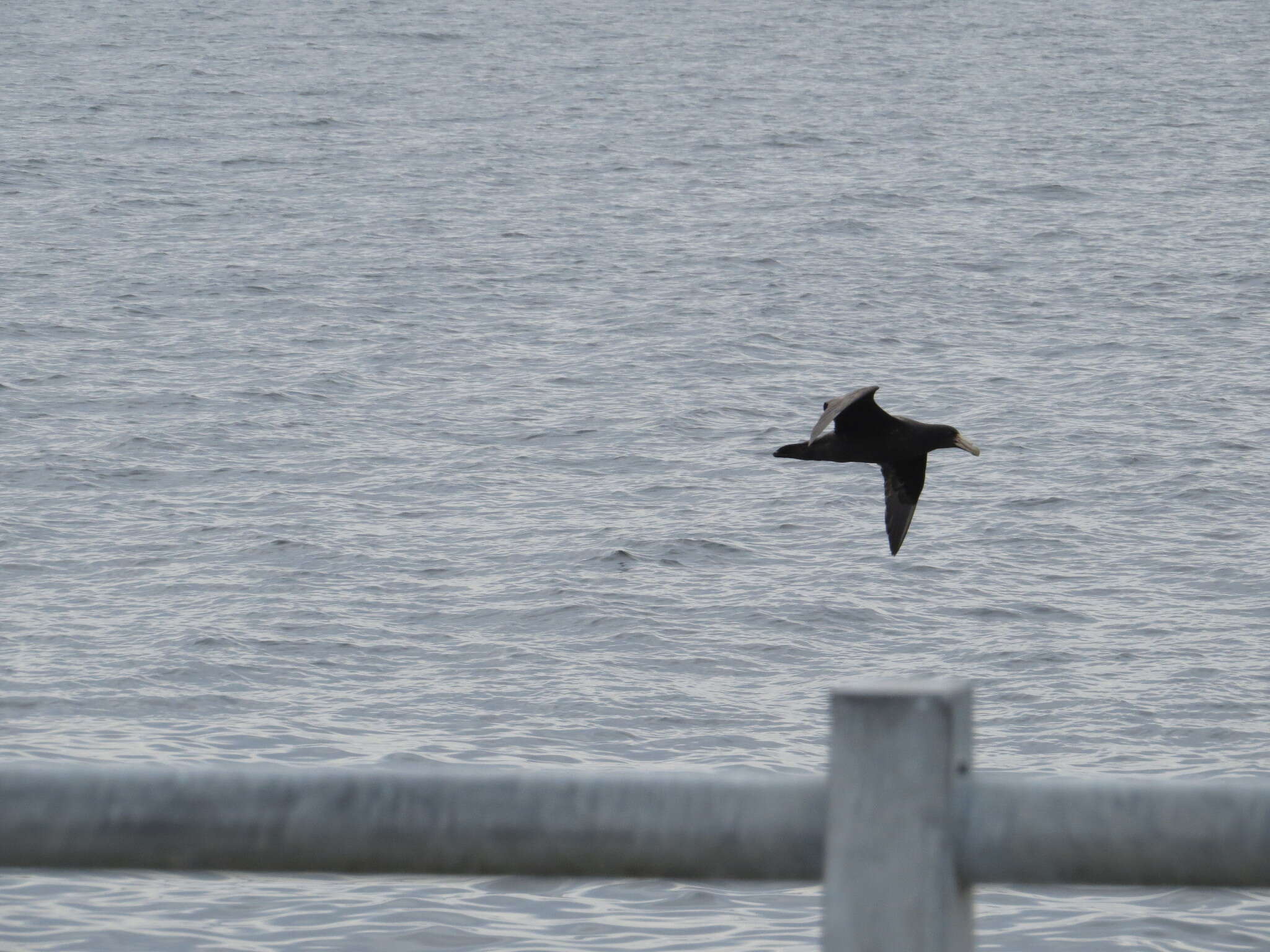 Image of Antarctic Giant-Petrel