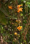 Plancia ëd Kigelia africana subsp. moosa (Sprague) Bidgood & Verdc.