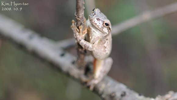 Image of Japanese Tree Frog