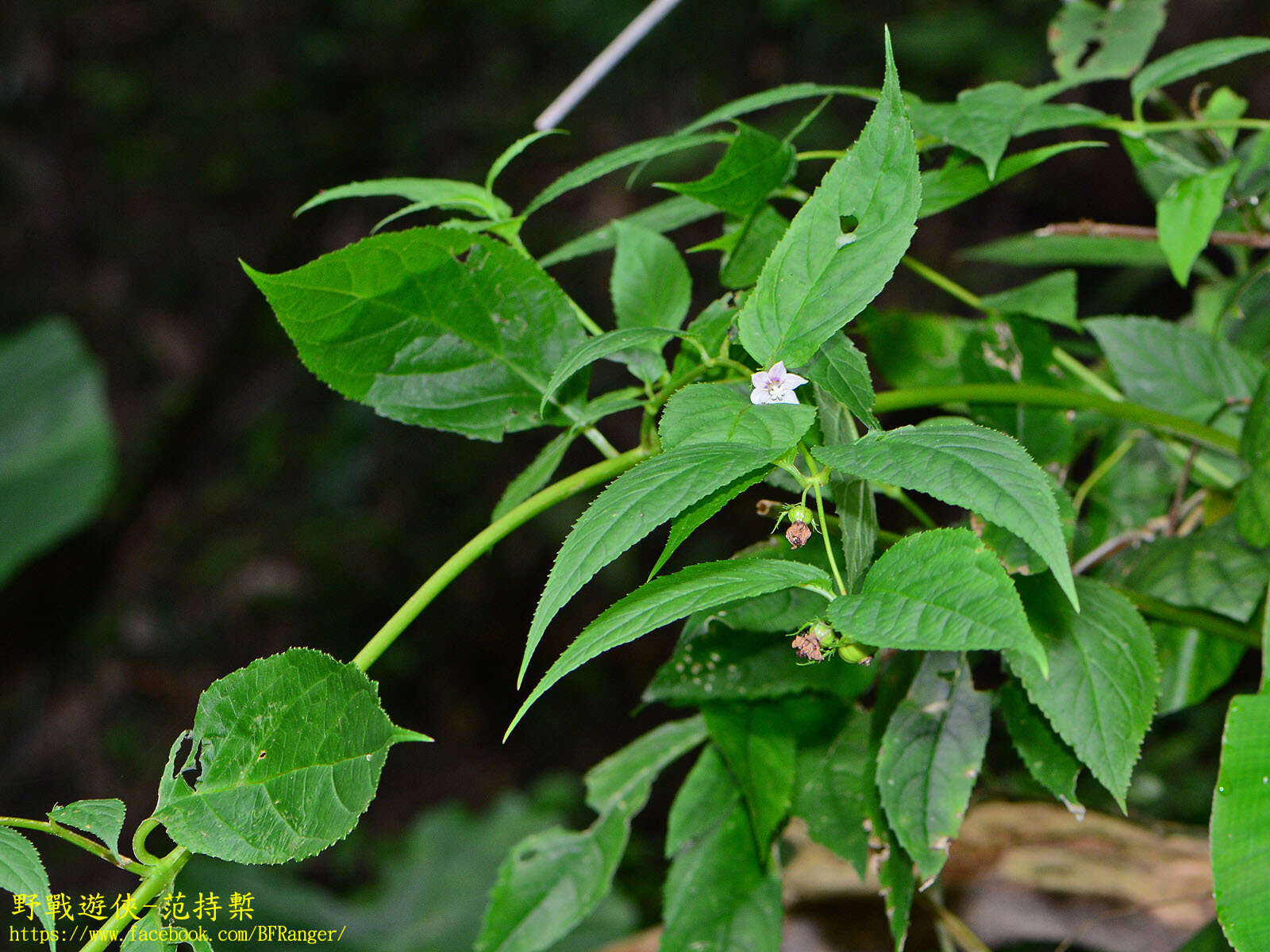 Cyclocodon lancifolius (Roxb.) Kurz resmi