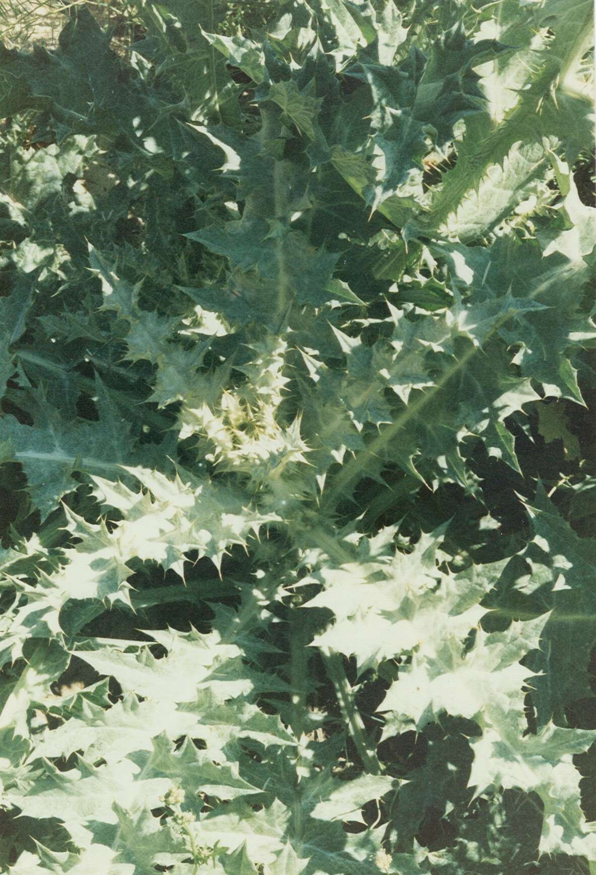 Image of Cotton Thistle