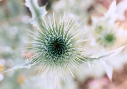 Image of Cotton Thistle