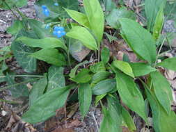 Omphalodes nitida (Willd.) Hoffmanns. & Link的圖片