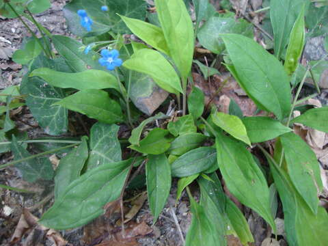 Omphalodes nitida (Willd.) Hoffmanns. & Link resmi