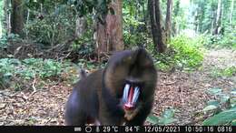 Image of Mandrill