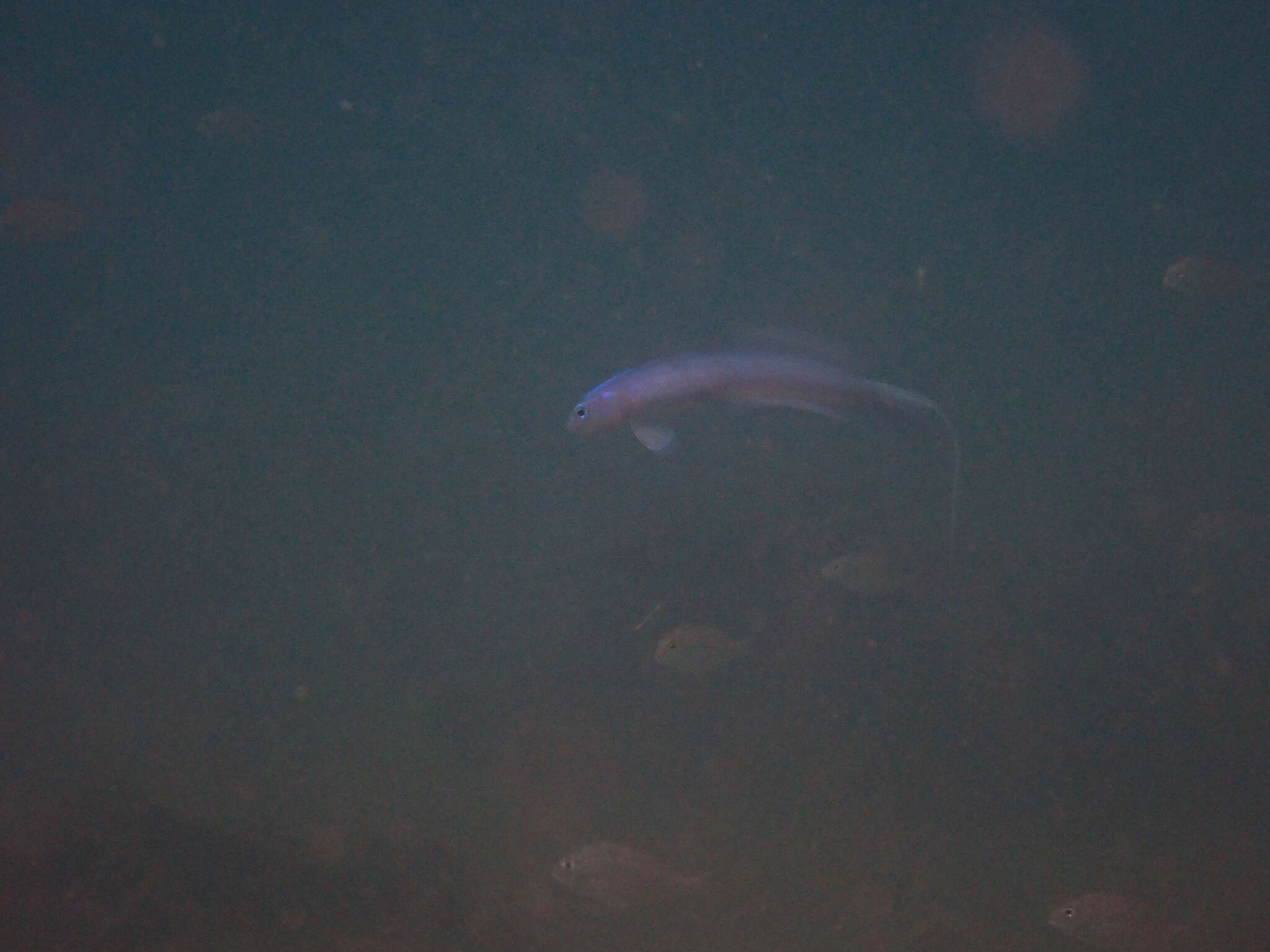 Image of Blue hana goby