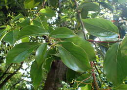 Image of Cinnamomum glanduliferum (Wall.) Nees