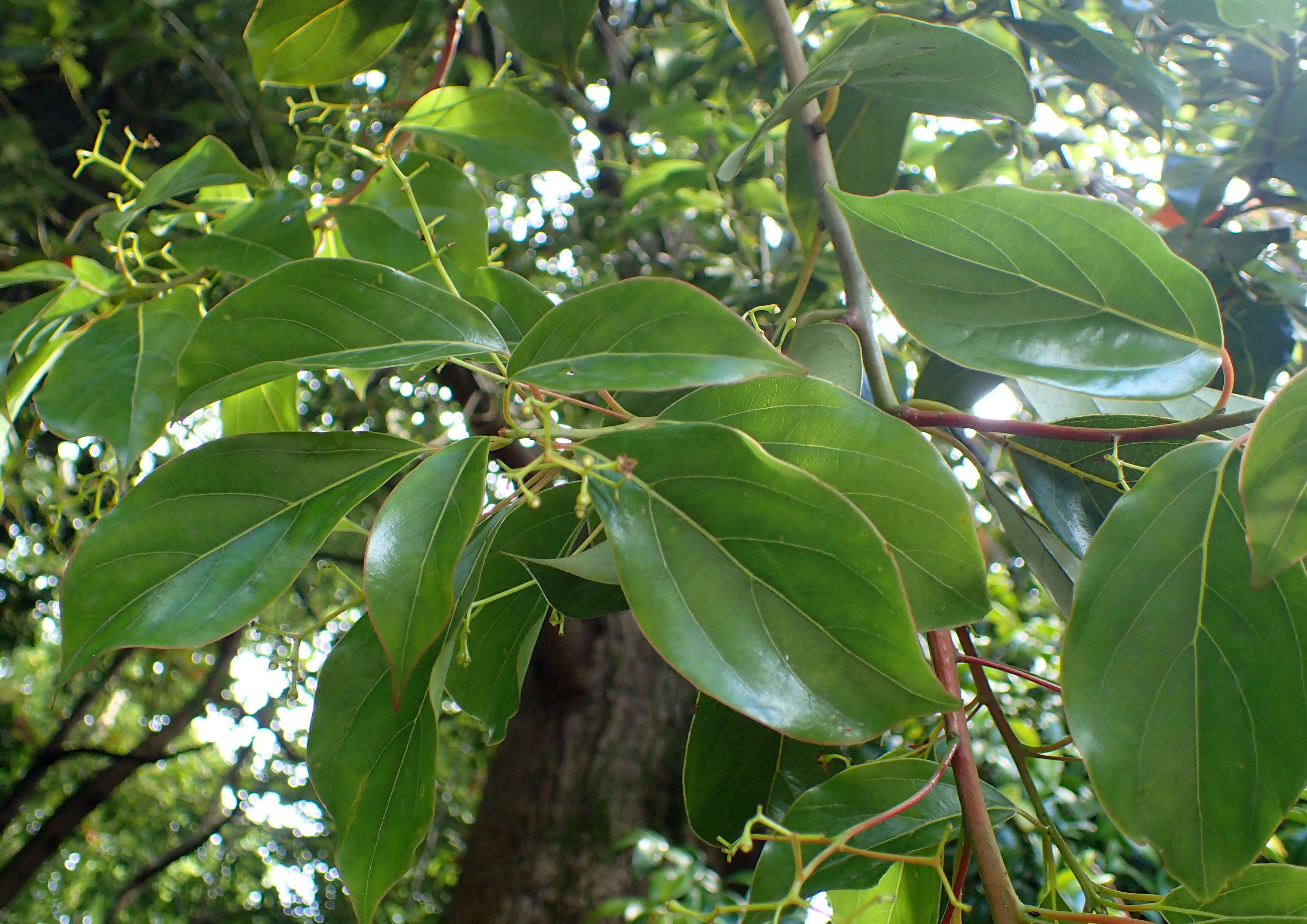 Plancia ëd Cinnamomum glanduliferum (Wall.) Nees