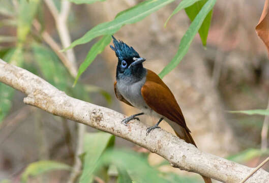 Image of Asian Paradise-Flycatcher