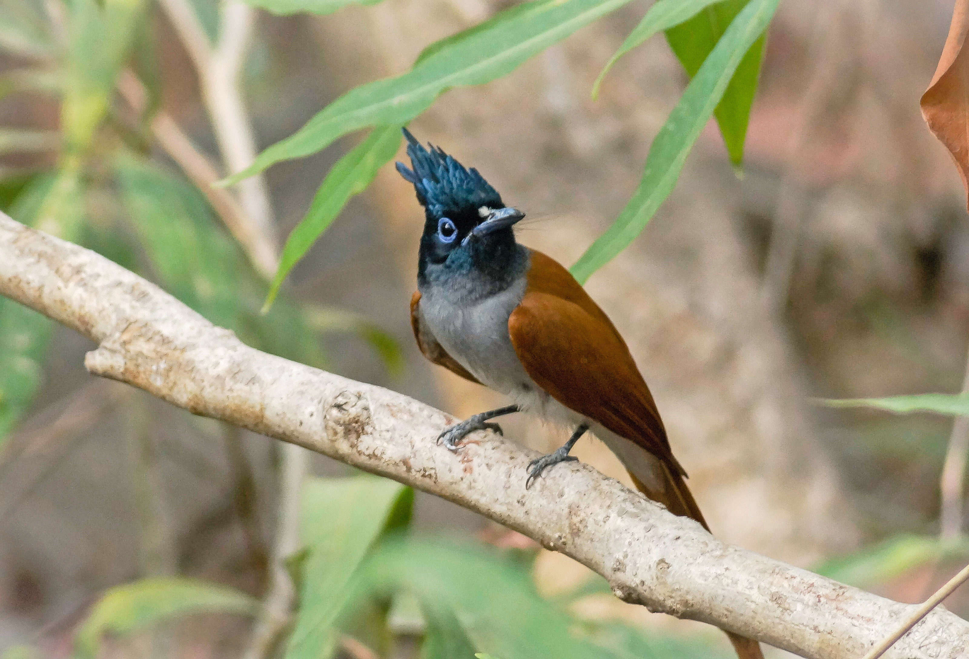 Image of Asian Paradise-Flycatcher