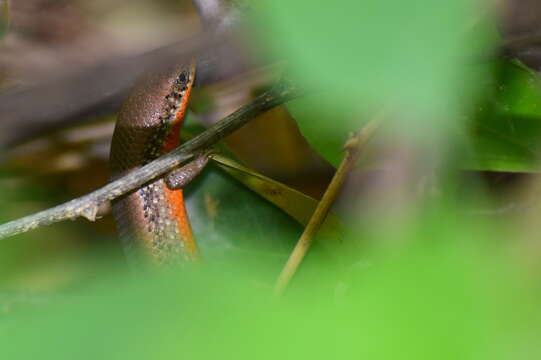 Imagem de Eutropis macularia (Blyth 1853)